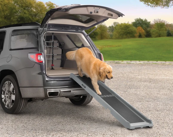 Dog walking up a pet ramp toward a vehicle