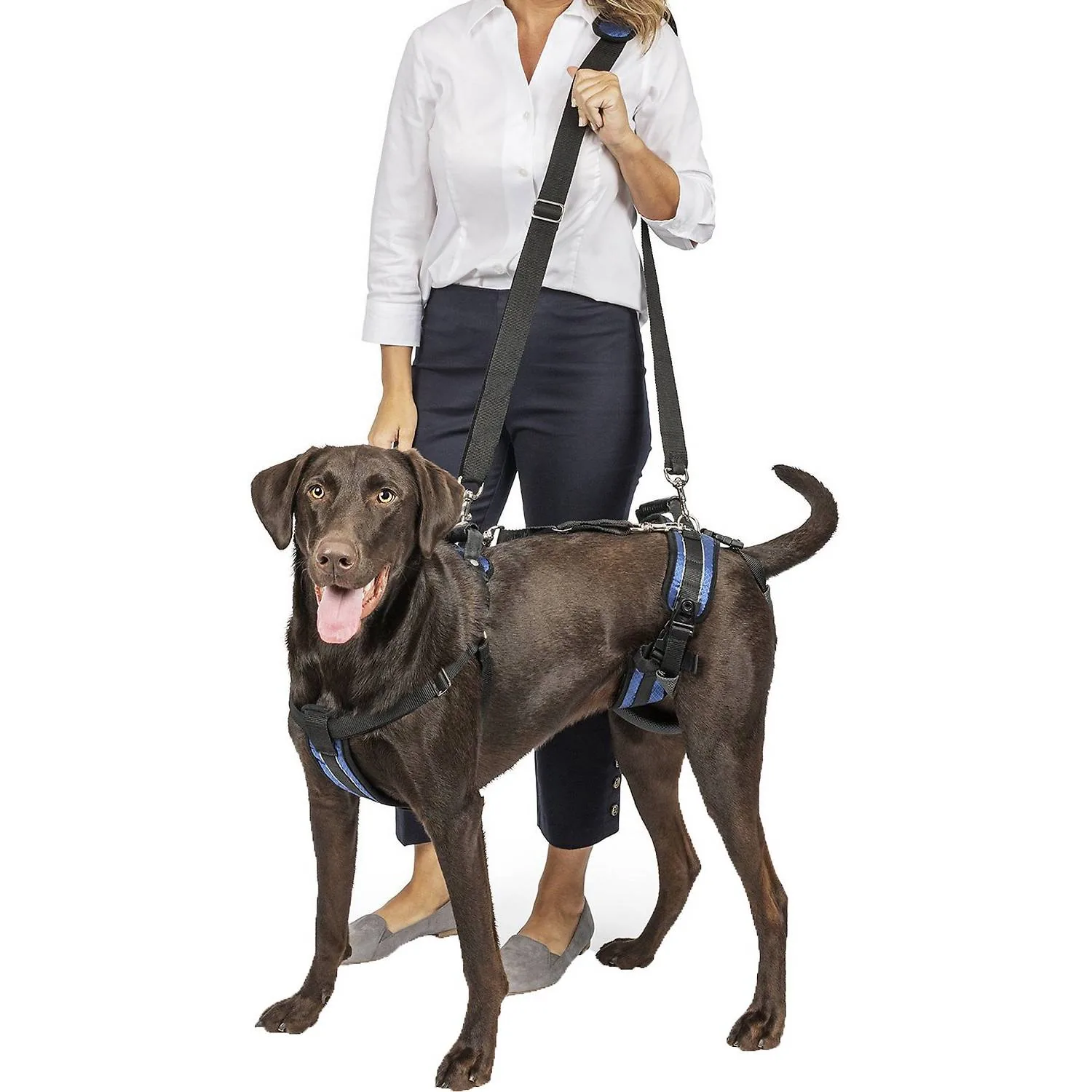 Large dog wearing a full-body lift support harness with a handler holding the lifting strap